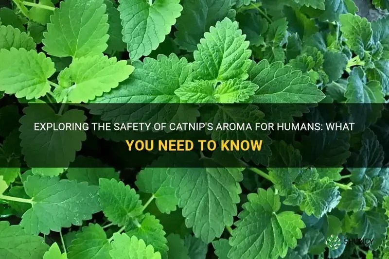 Exploring The Safety Of Catnip's Aroma For Humans What You Need To
