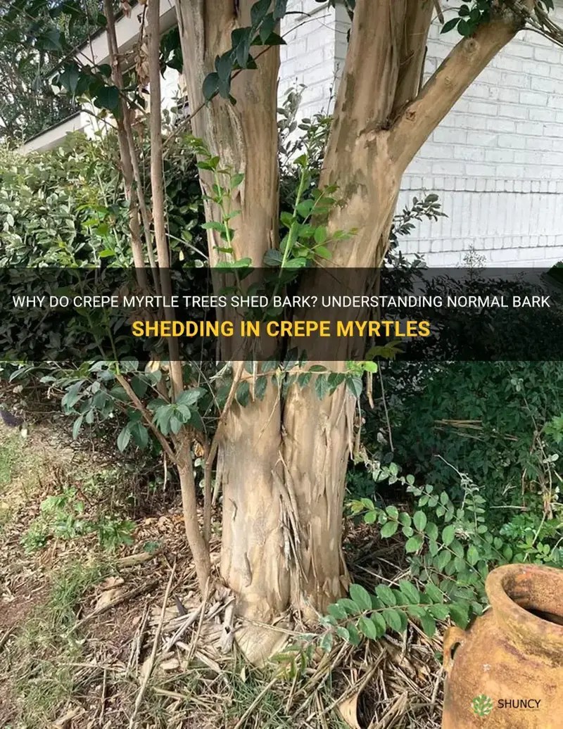Why Do Crepe Myrtle Trees Shed Bark? Understanding Normal Bark Shedding