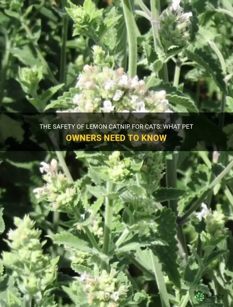 The Safety Of Lemon Catnip For Cats What Pet Owners Need To Know ShunCy