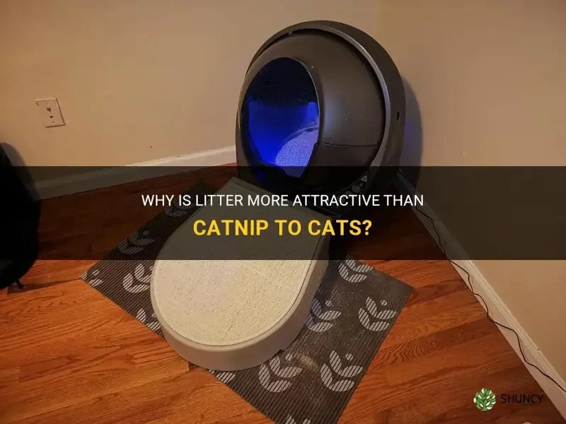 Why Is Litter More Attractive Than Catnip To Cats? ShunCy