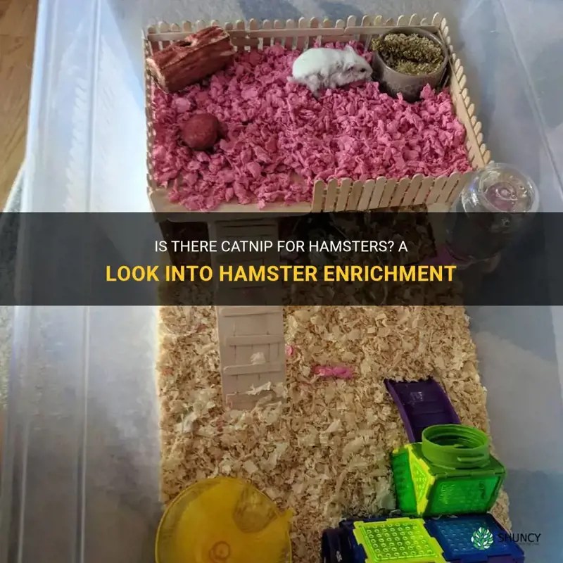 Is There Catnip For Hamsters? A Look Into Hamster Enrichment ShunCy