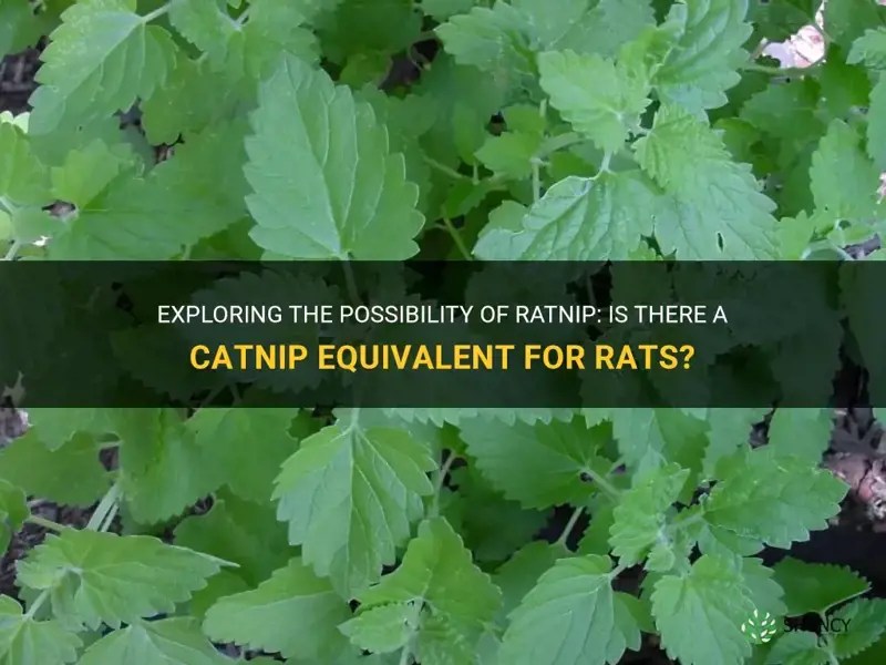 Exploring The Possibility Of Ratnip Is There A Catnip Equivalent For