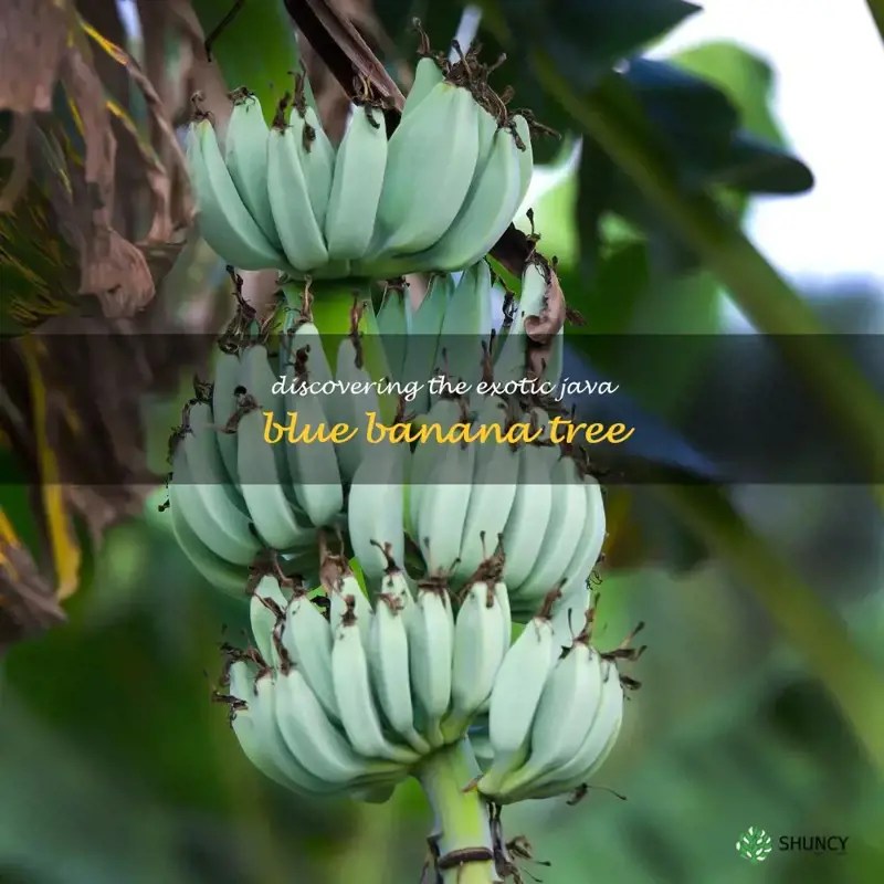 Discovering The Exotic Java Blue Banana Tree ShunCy