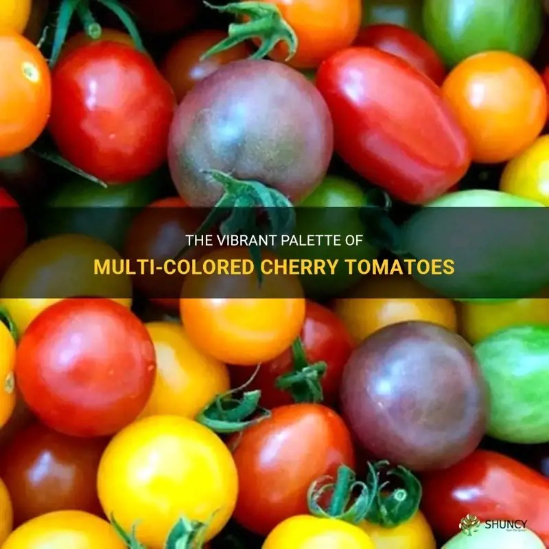 The Vibrant Palette Of MultiColored Cherry Tomatoes ShunCy