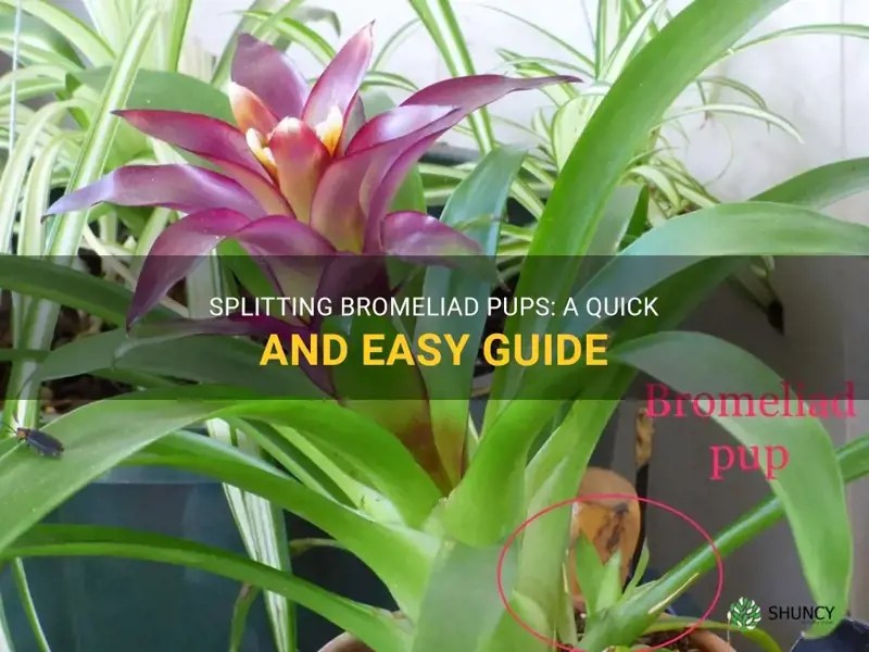 Splitting Bromeliad Pups A Quick And Easy Guide ShunCy
