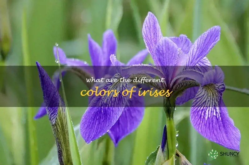 Exploring The Beautiful Range Of Colors Found In Irises ShunCy