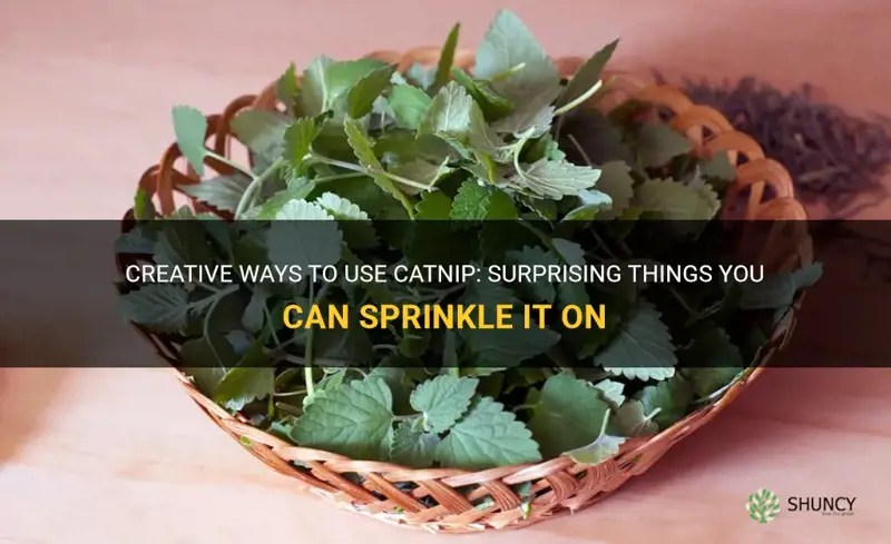 Creative Ways To Use Catnip Surprising Things You Can Sprinkle It On
