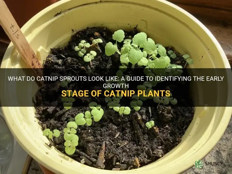 What Do Catnip Sprouts Look Like A Guide To Identifying The Early