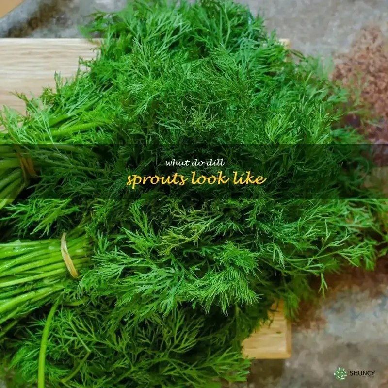 All 32+ Background Images what does dill look like when it sprouts Latest