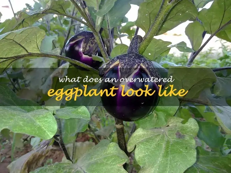 What Does An Overwatered Eggplant Look Like ShunCy