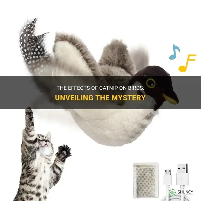 The Effects Of Catnip On Birds Unveiling The Mystery ShunCy