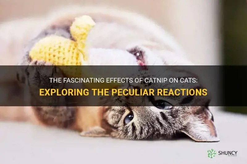 The Fascinating Effects Of Catnip On Cats Exploring The Peculiar