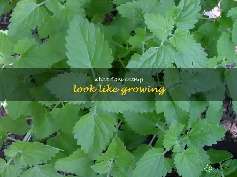 A Comprehensive Guide To Identifying Catnip In The Wild ShunCy