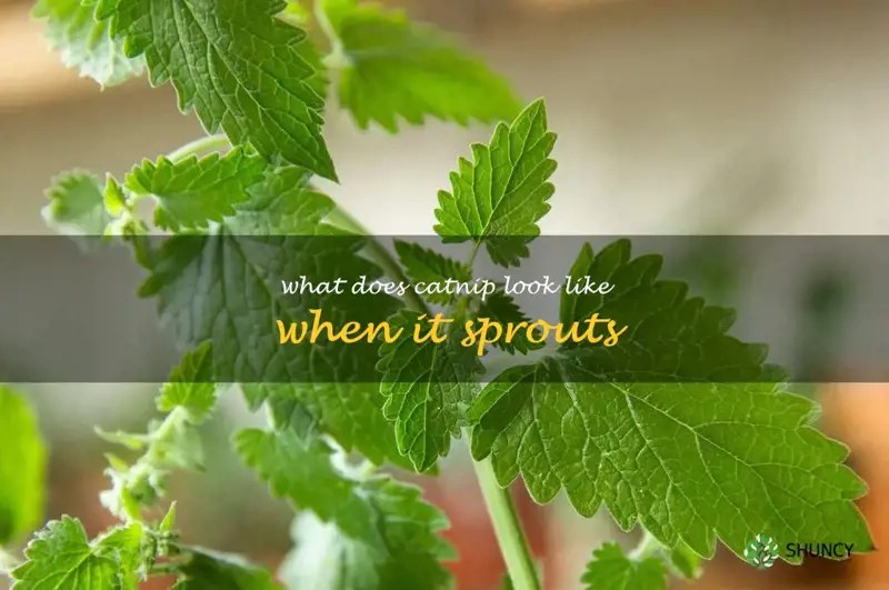 Unveiling The Beauty Of Catnip A Visual Guide To The CatLover's