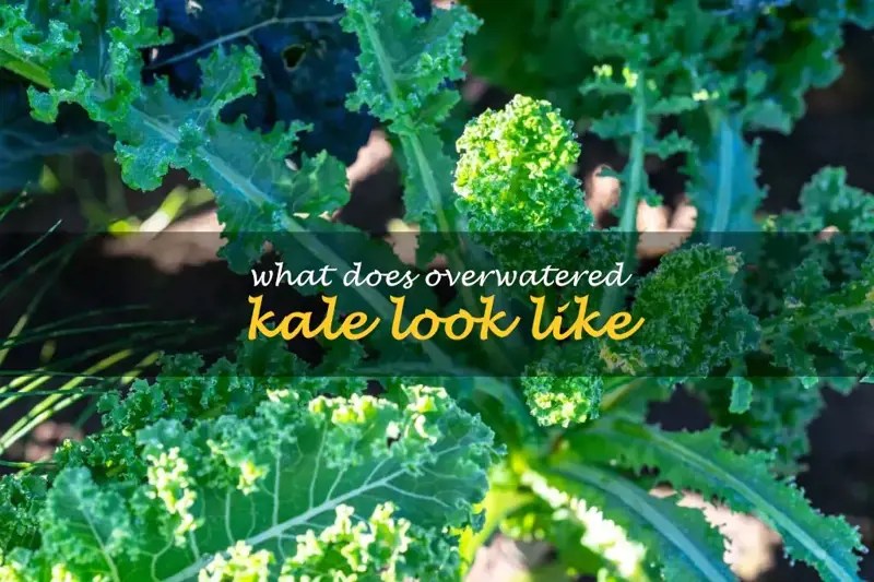 What Does Overwatered Kale Look Like ShunCy