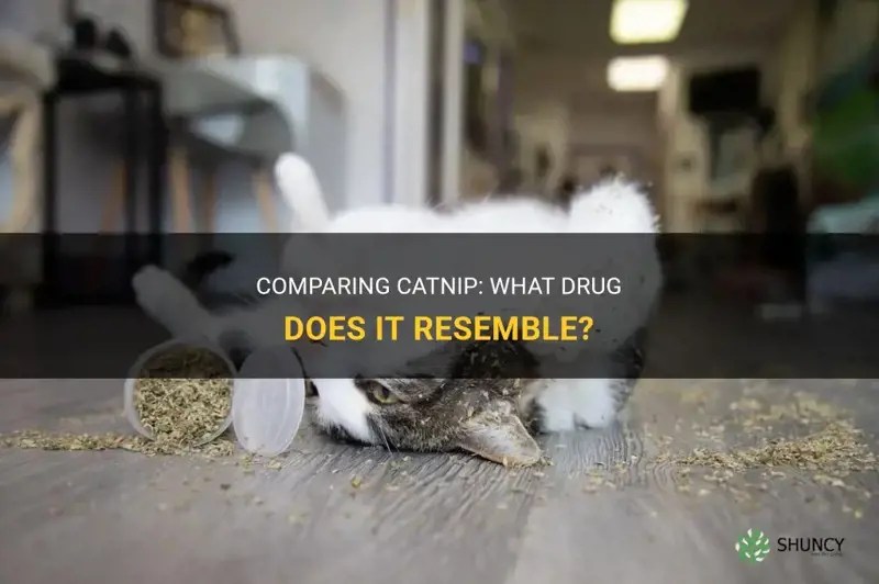 Comparing Catnip What Drug Does It Resemble? ShunCy
