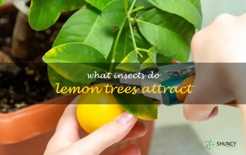 What Insects Do Lemon Trees Attract ShunCy