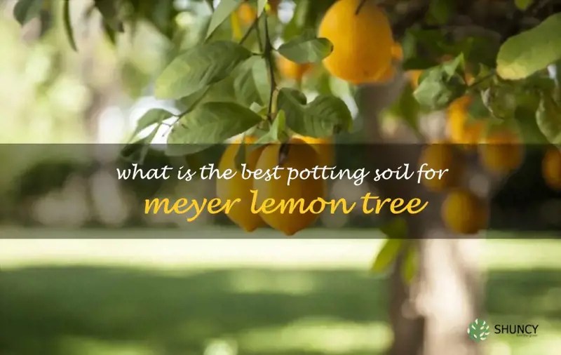 What Is The Best Potting Soil For Meyer Lemon Tree ShunCy