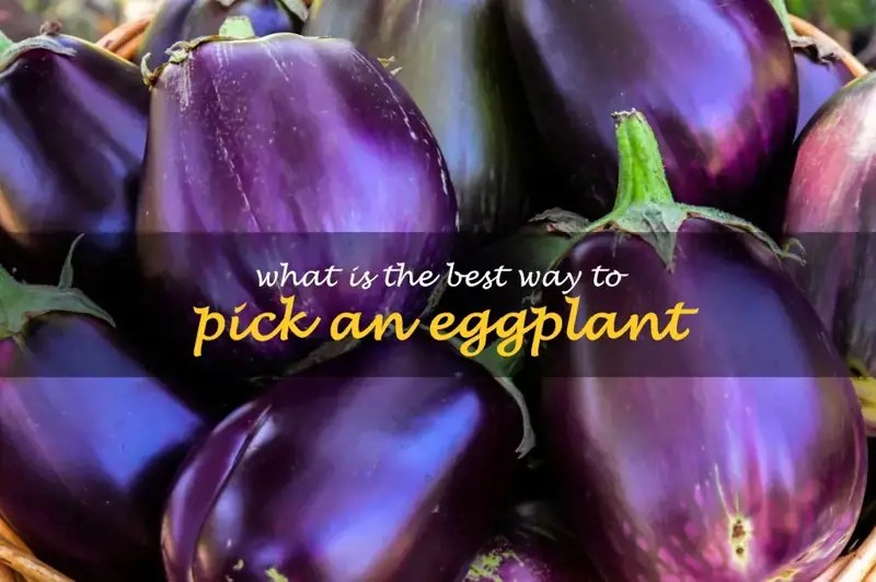 What Is The Best Way To Pick An Eggplant ShunCy