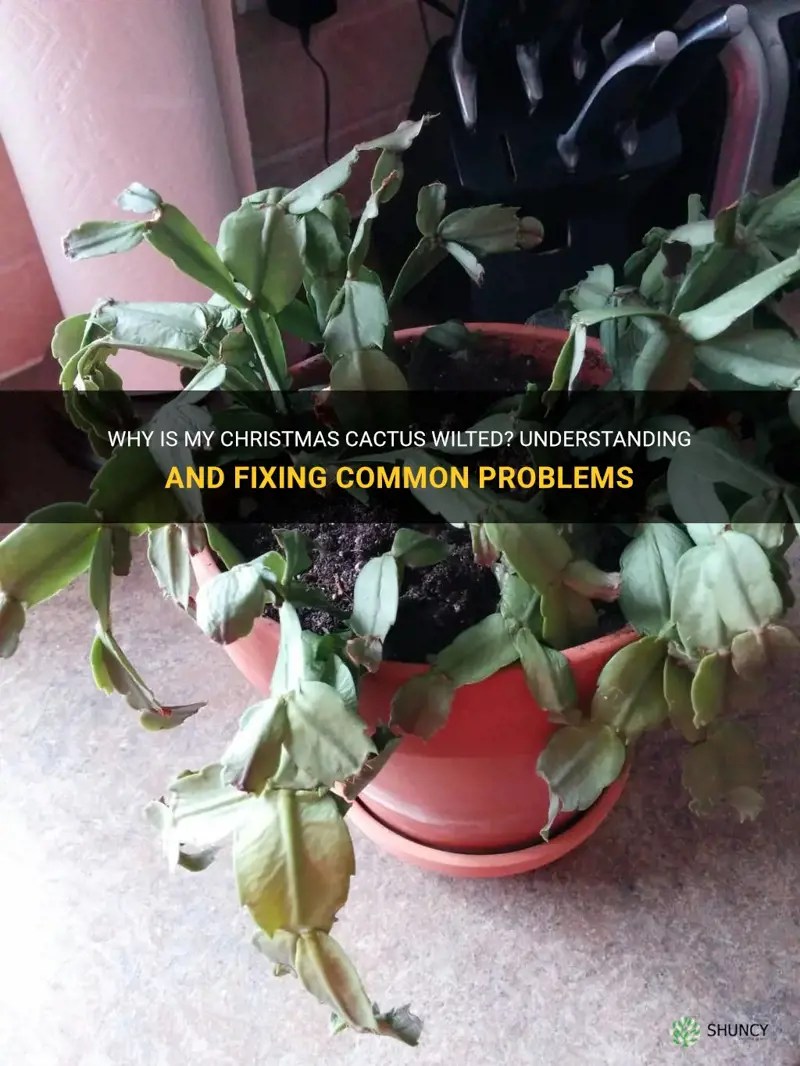 Why Is My Christmas Cactus Wilted? Understanding And Fixing Common Problems ShunCy