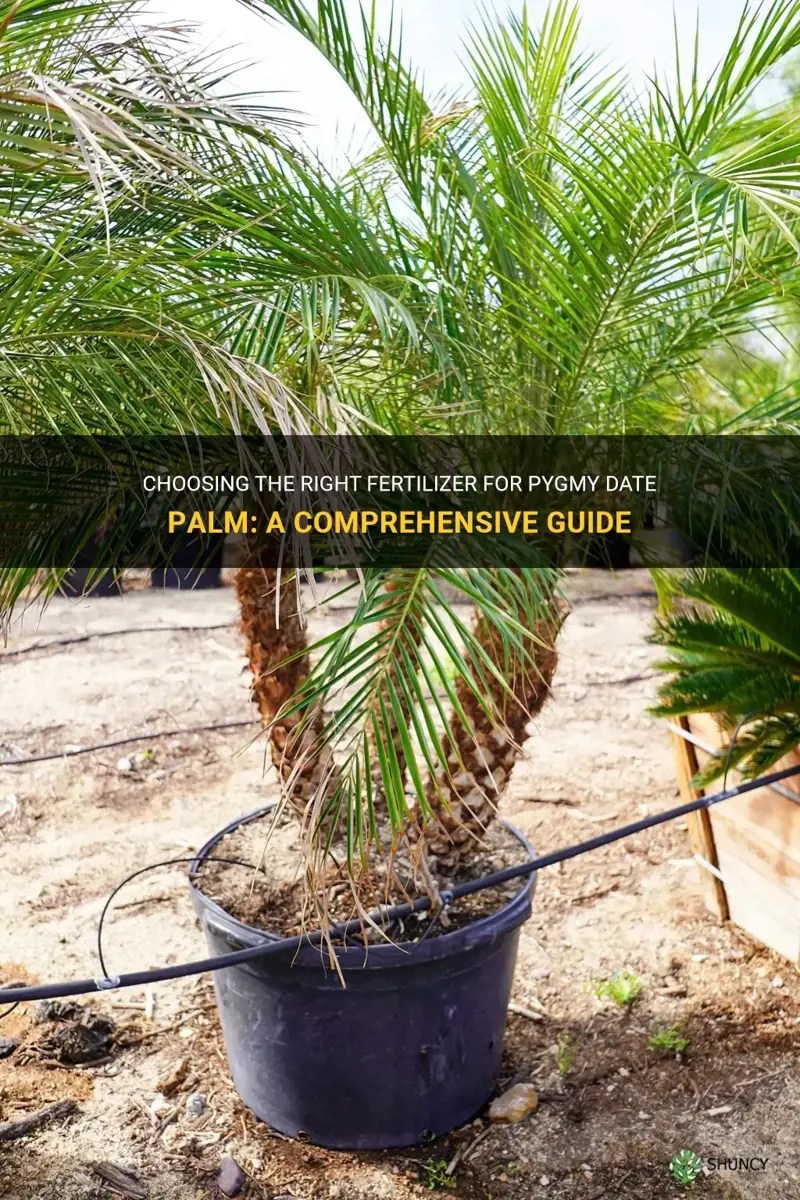Choosing The Right Fertilizer For Pygmy Date Palm A Comprehensive