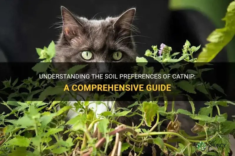 Understanding The Soil Preferences Of Catnip A Comprehensive Guide