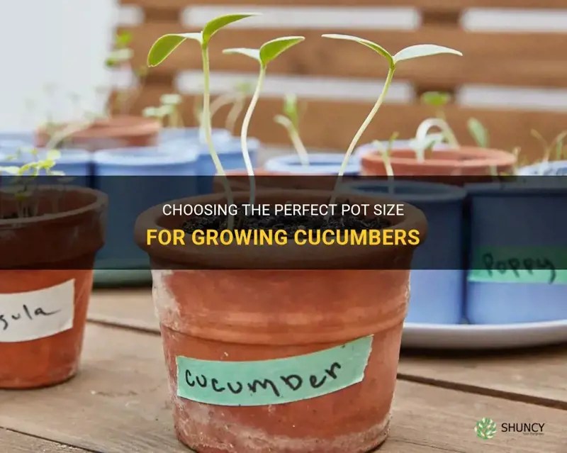 Choosing The Perfect Pot Size For Growing Cucumbers ShunCy