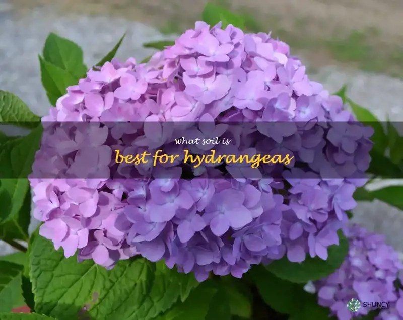 The Secrets To Growing Beautiful Hydrangeas What Type Of Soil Is Best