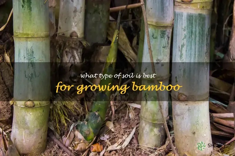 Discovering The Optimal Soil Type For Bamboo Cultivation ShunCy
