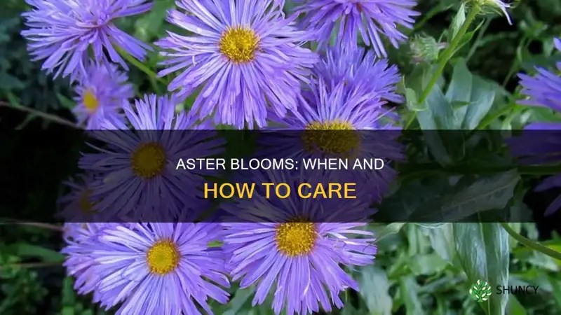 Aster Blooms When And How To Care ShunCy