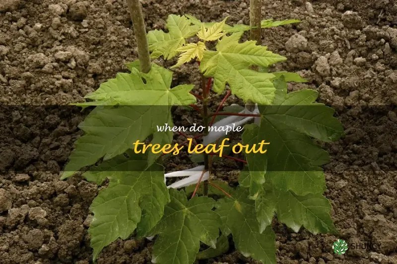 Springtime And Maple Trees Understanding When Leaves Emerge ShunCy