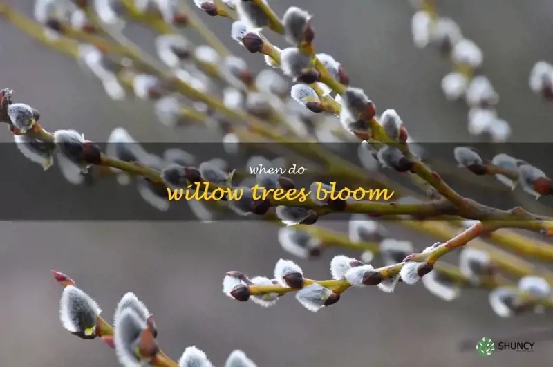 Unveiling The Beauty Of Willow Trees All About The Blooming Season