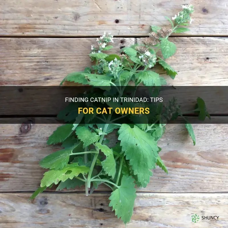 Finding Catnip In Trinidad Tips For Cat Owners ShunCy