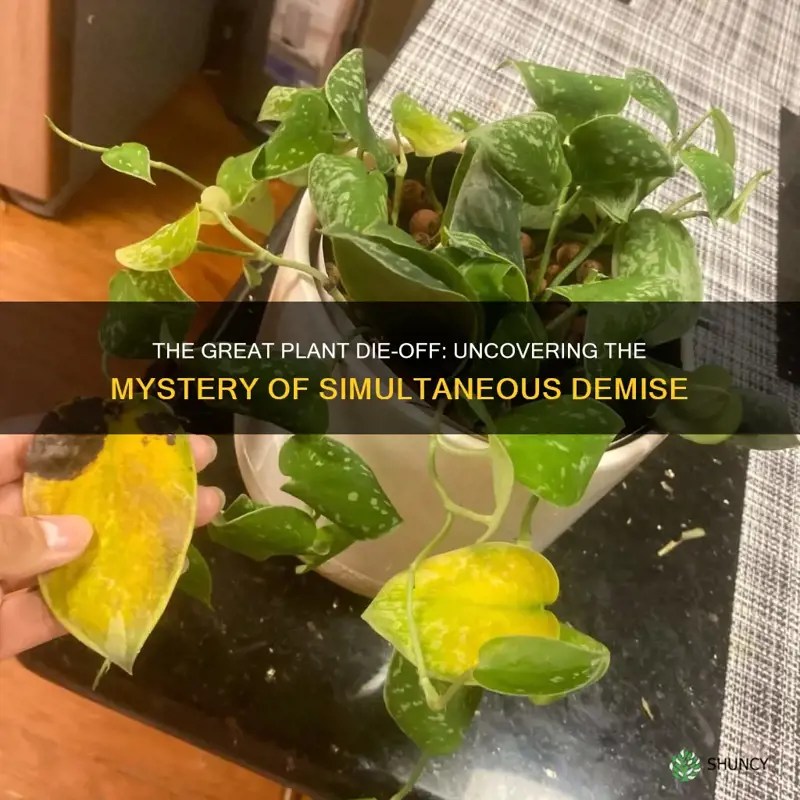 The Great Plant DieOff Uncovering The Mystery Of Simultaneous Demise