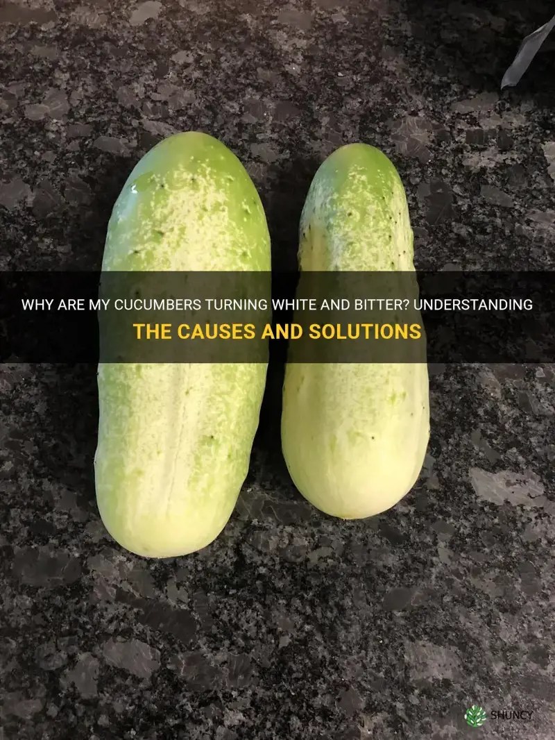 Why Are My Cucumbers Turning White And Bitter? Understanding The Causes