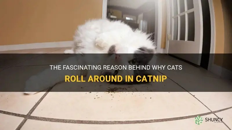 The Fascinating Reason Behind Why Cats Roll Around In Catnip ShunCy