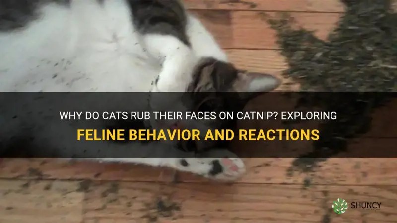 Why Do Cats Rub Their Faces On Catnip? Exploring Feline Behavior And