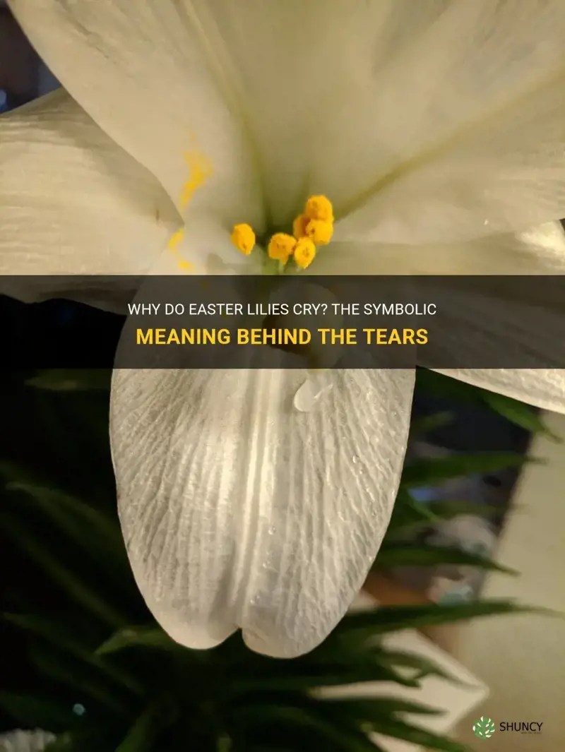 Why Do Easter Lilies Cry? The Symbolic Meaning Behind The Tears ShunCy