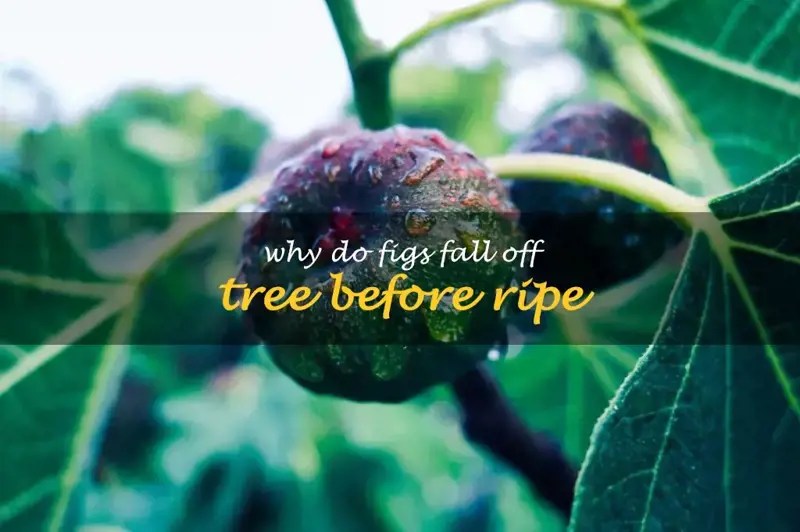 Why Do Figs Fall Off Tree Before Ripe ShunCy