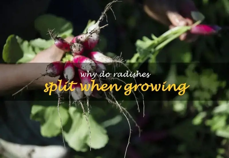 Why Do Radishes Split When Growing ShunCy