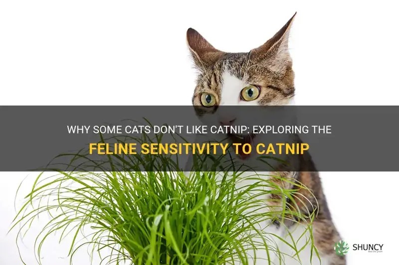 Why Some Cats Don't Like Catnip Exploring The Feline Sensitivity To