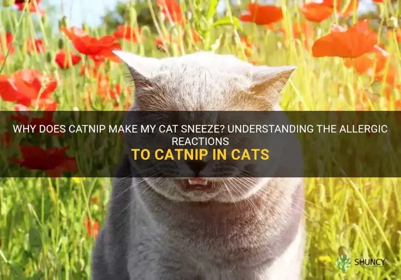 Why Does Catnip Make My Cat Sneeze? Understanding The Allergic