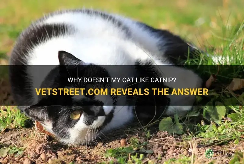 Why Doesn't My Cat Like Catnip? Reveals The Answer ShunCy