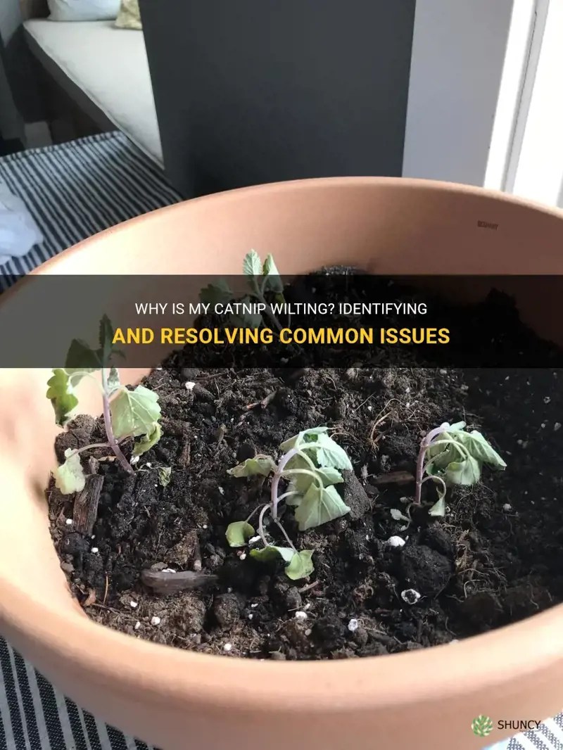 Why Is My Catnip Wilting? Identifying And Resolving Common Issues ShunCy