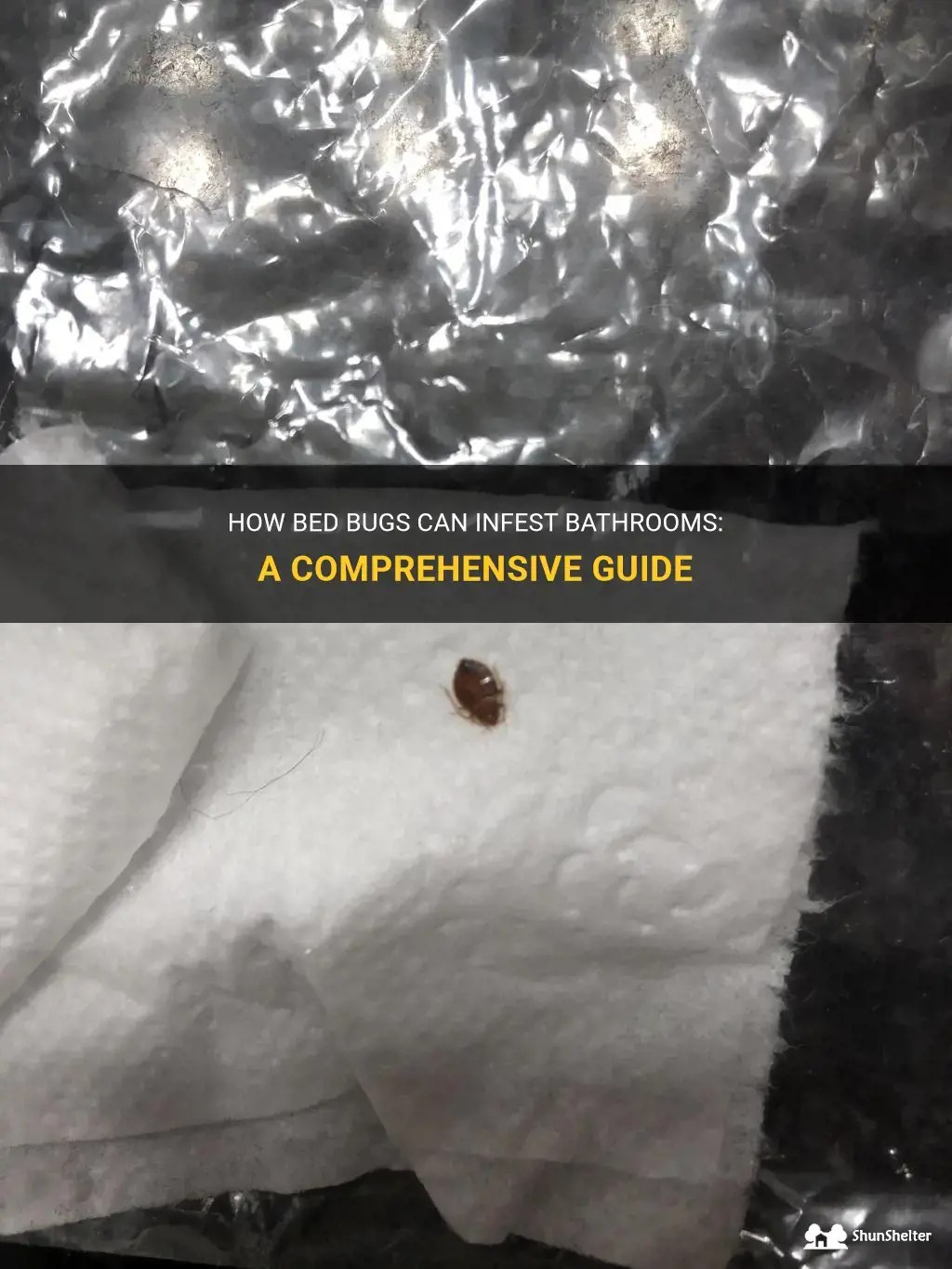How Bed Bugs Can Infest Bathrooms A Comprehensive Guide ShunShelter