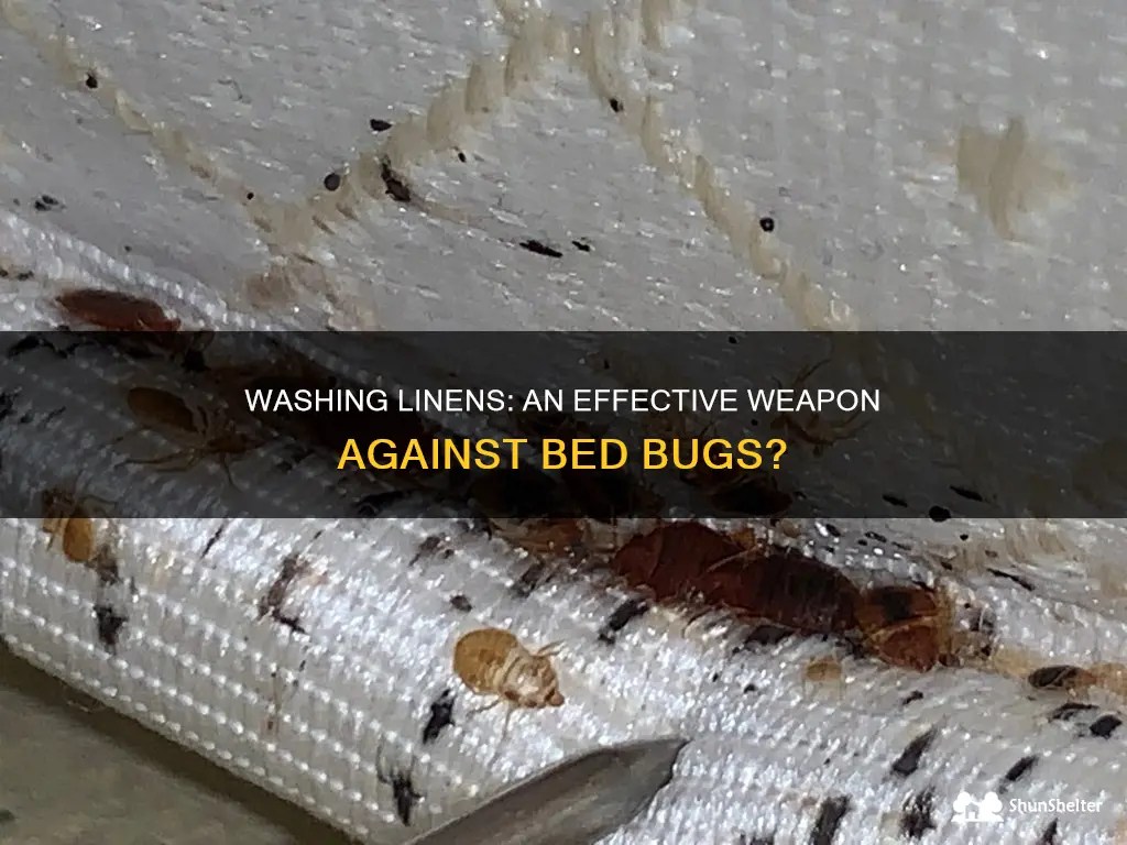 Washing Linens An Effective Weapon Against Bed Bugs? ShunShelter