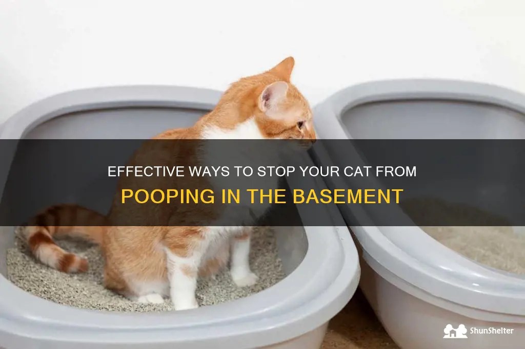 Effective Ways To Stop Your Cat From Pooping In The Basement ShunShelter