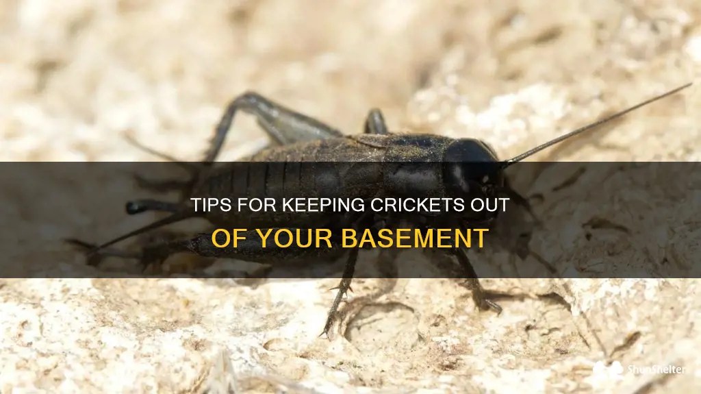Tips For Keeping Crickets Out Of Your Basement ShunShelter