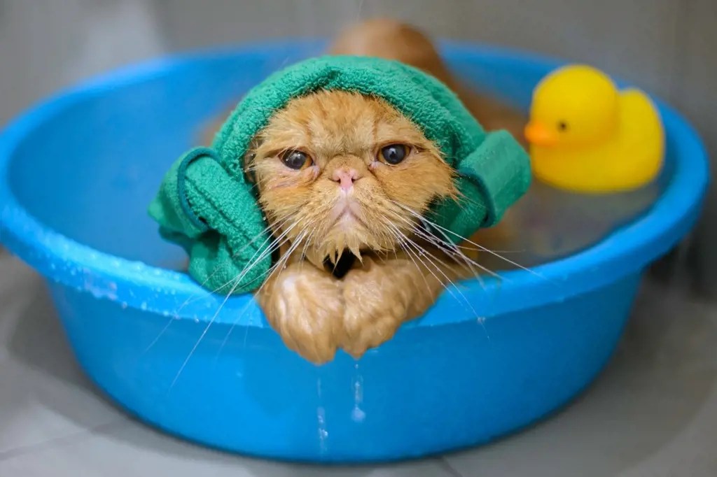 The Duration A Cat Can Go Without Using The Bathroom ShunShelter