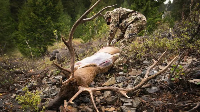 Mastering The Gutless Method A StepByStep Guide To Field Dressing An